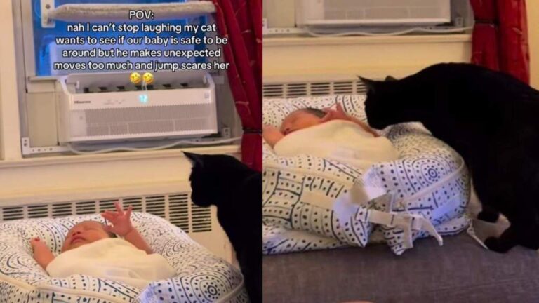 Cat Checks Out Baby & Gets a Jump Scare When the Tiny Human Suddenly