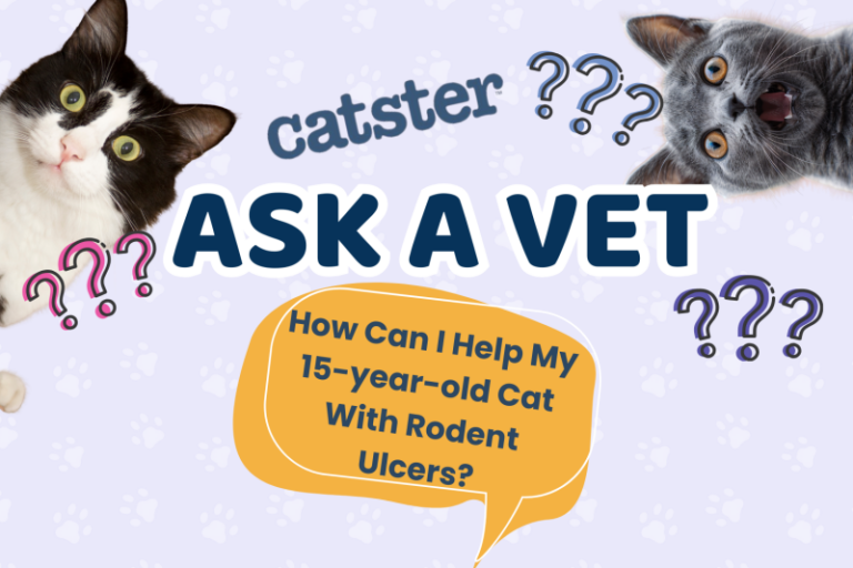 Ask Dr. Paola – HELP! How Can I Help My 15-year-old Cat With Rodent