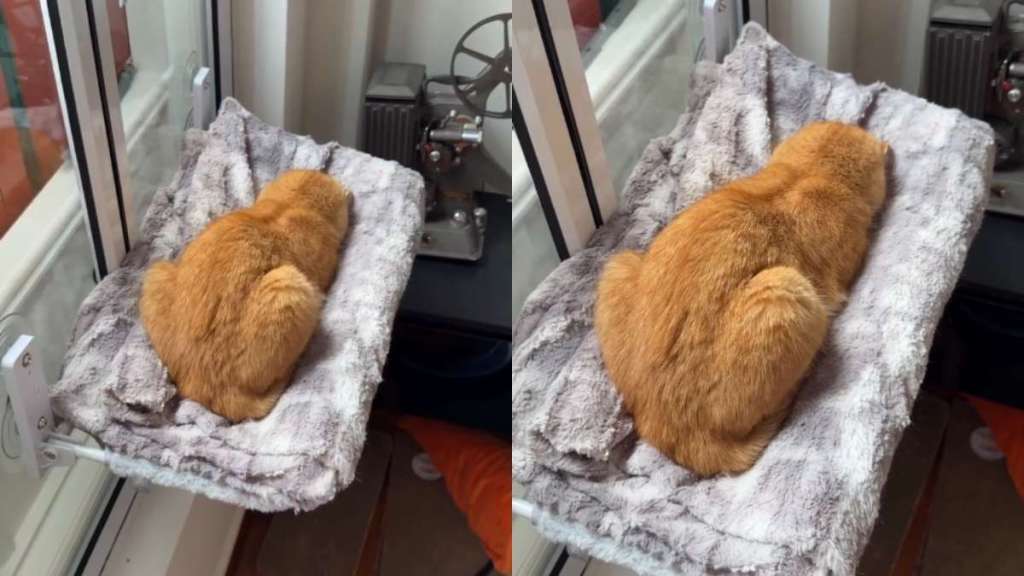 Mom Asks Cat for a Head Wiggle If She Can Still Hear Her & She