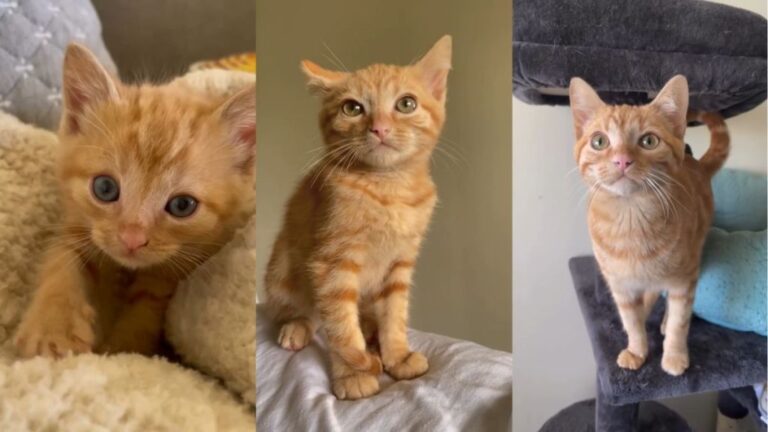 Kitten’s Transformation To Adult Cat Is Basically a Case of ‘Where