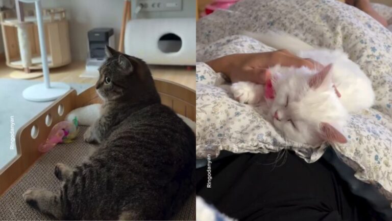 Dad With a Girl Cat Gets a Sweetheart, While His Boy Cat Keeps Him