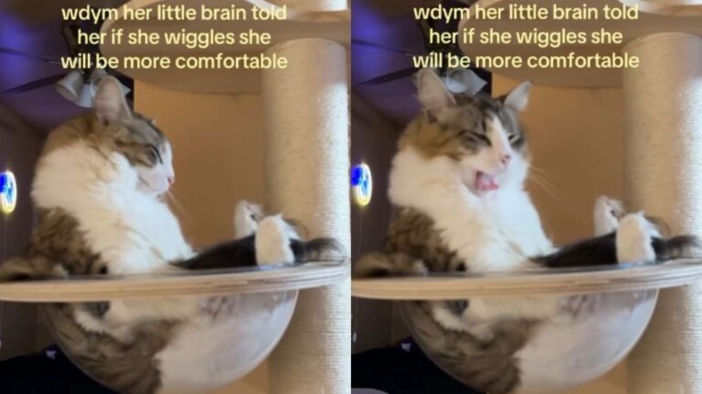 Cat Is Already Seated, but a Little Wiggle Makes Everything Better