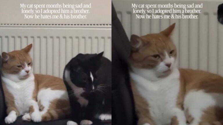 Owner Gets Lonely Cat a Brother, Only to Discover He’d Rather Be Alone