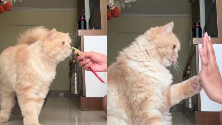 Owner Trained Her Cat To Do 5 Tricks Dogs Usually Get Credit For