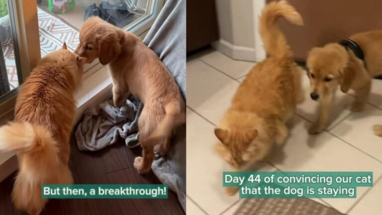 Cat Rubs Her Cheeks on Golden Retriever Puppy, Giving Him Hope, Then