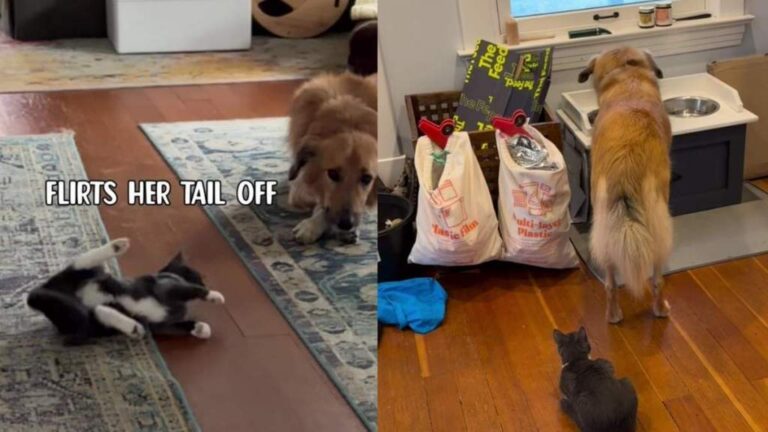 Kitten Keeps Trying To Win This Dog Over, but His Response Is