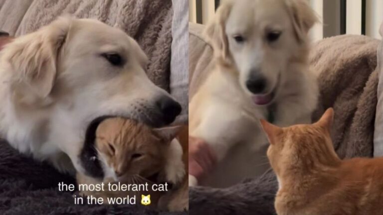 Cat Lets Big Dog Cuddle Her on the Couch Until She Has Finally Had