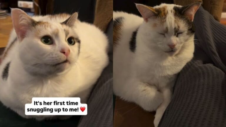 Foster Cat Finally Settles Beside Mom & Turns an Ordinary Evening