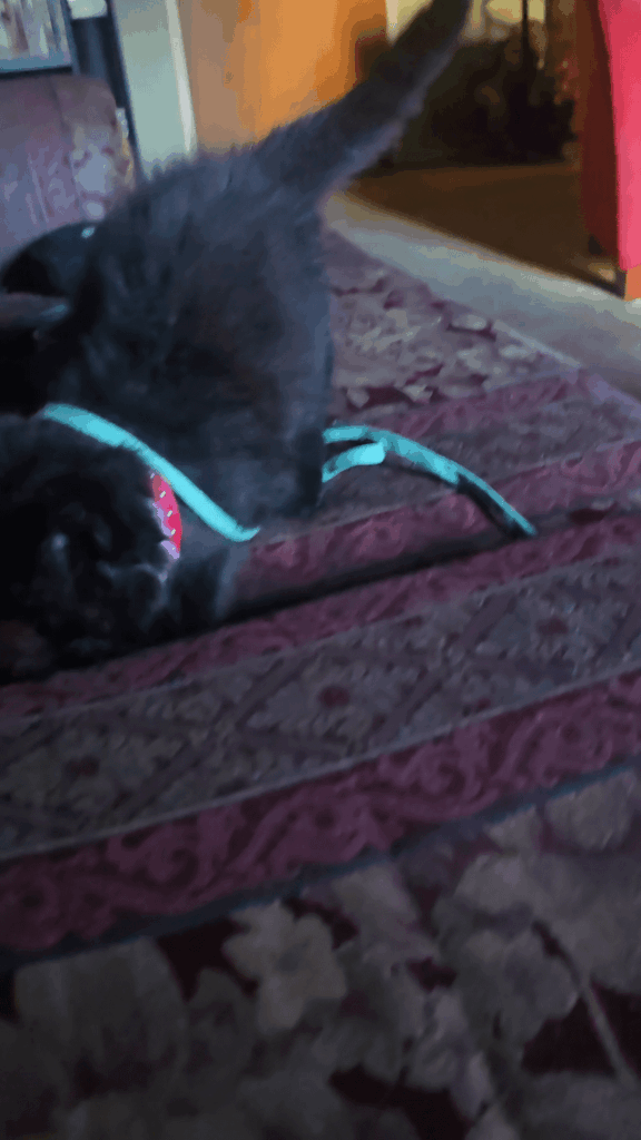 Little Toothless having fun… whoops