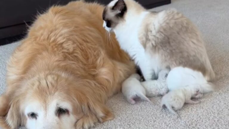 Mama Cat Snuggles up to Golden Retriever Like It’s the Safest Place
