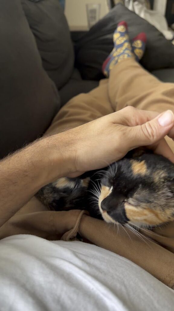 New cat dad here: I’m not sure if I’m petting my cat’s head the