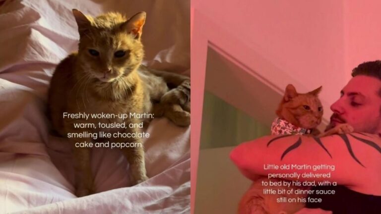 Rescue Cat Is So Sleepy Dad Has to Personally Carry Him To Bed