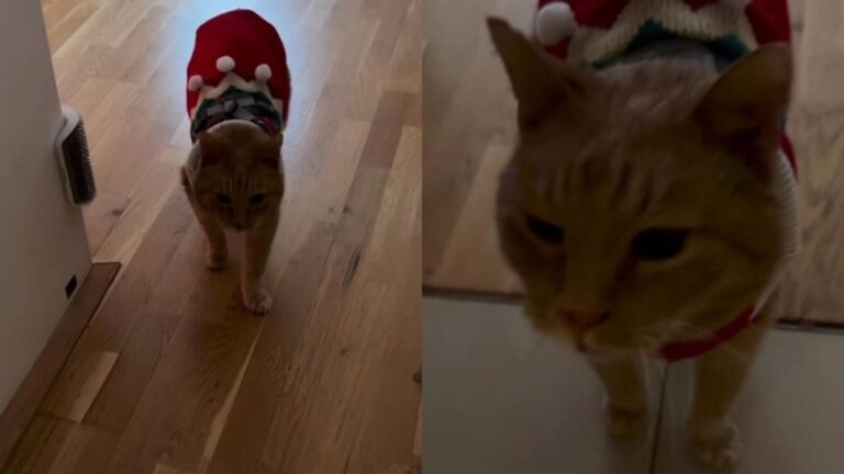 Rescue Cat Gets Ready for Snow & Immediately Looks Like a Tiny