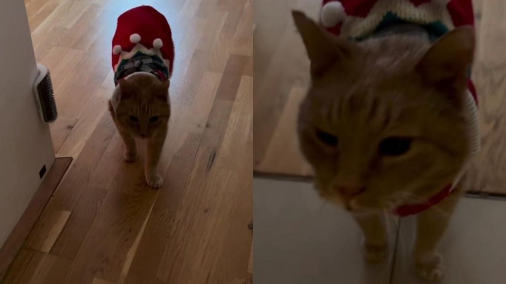 Rescue Cat Gets Ready for Snow & Immediately Looks Like a Tiny
