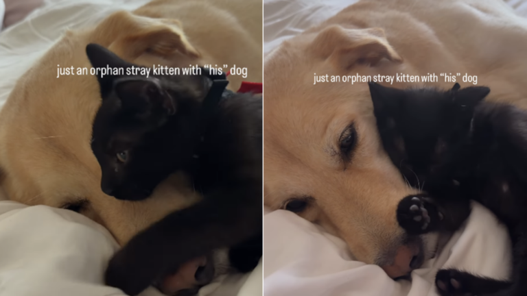Orphan Stray Kitten Clings to Rescue Dog, Snuggles up Like He’s