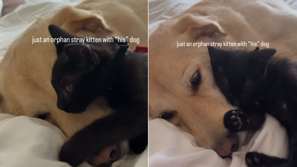 Orphan Stray Kitten Clings to Rescue Dog, Snuggles up Like He’s