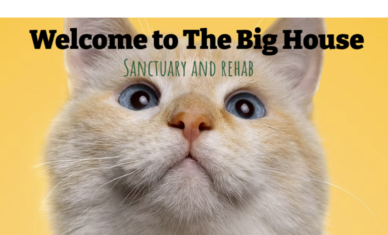 The World’s Only Sanctuary for Severely Overweight Cats: The Big
