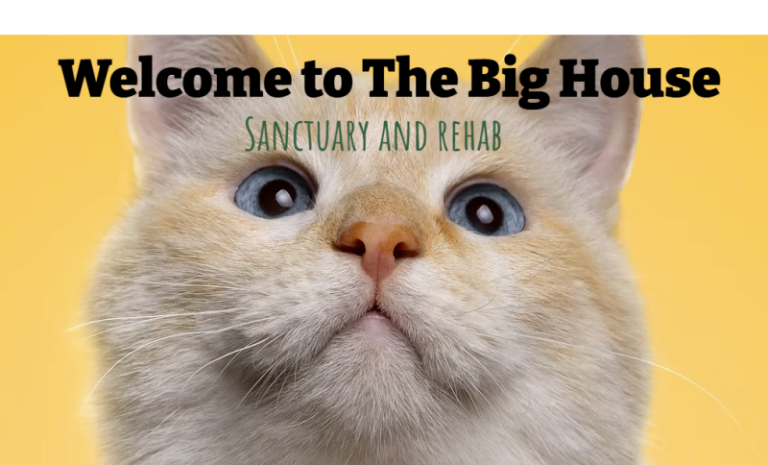 The World’s Only Sanctuary for Severely Overweight Cats: The Big