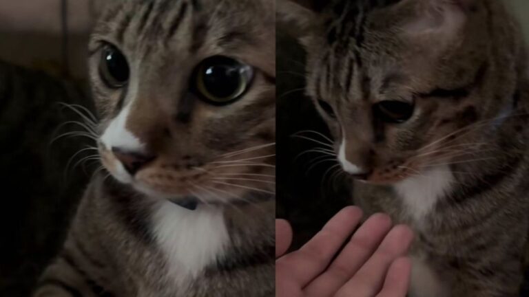 Cat Is Asked for a Paw & Silently Decides That’s Not Happening