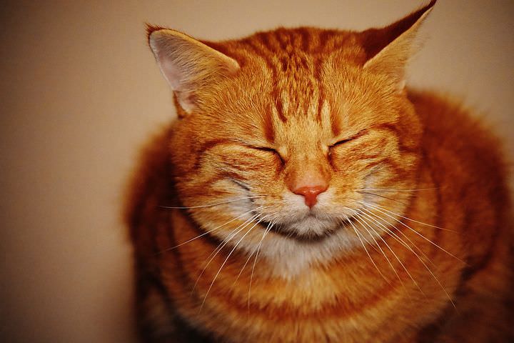 Ask A Vet: Why Does My Tabby Cat Have An “M” On Her Forehead?