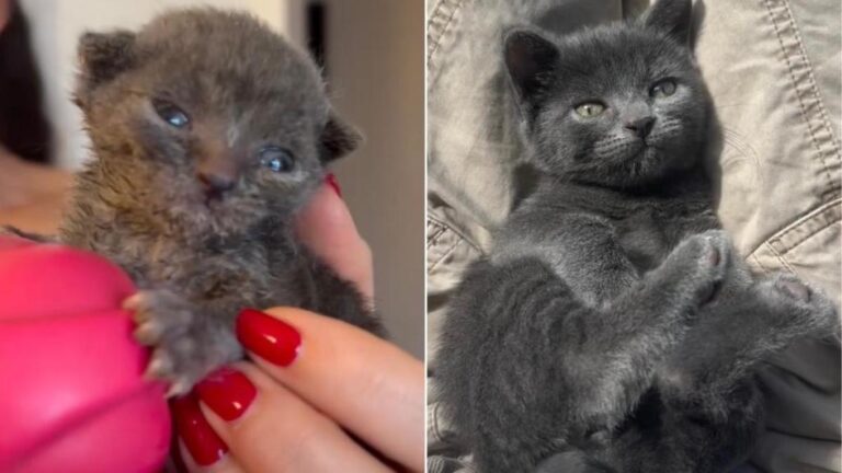 Video Captures a Kitten With Special Needs’ First 15 Weeks of Life