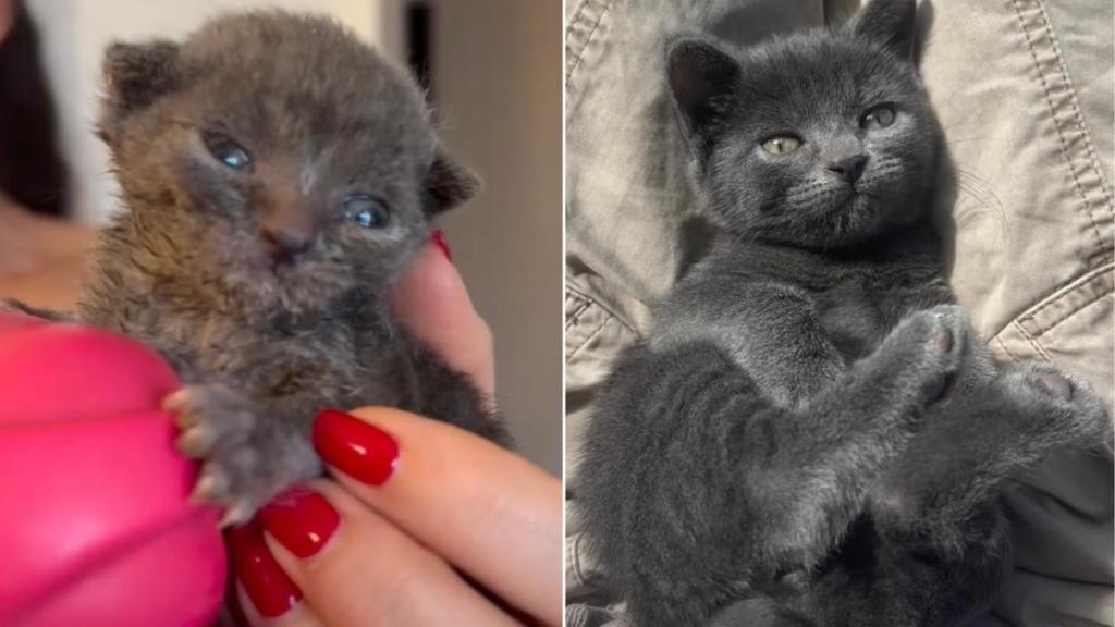 Video Captures a Kitten With Special Needs’ First 15 Weeks of Life