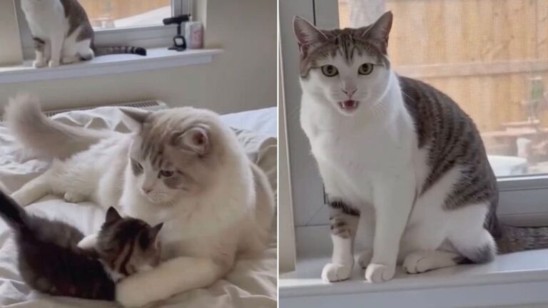 Dad Cat Snaps at Kitten & Mom Cat Isn’t Letting It Slide