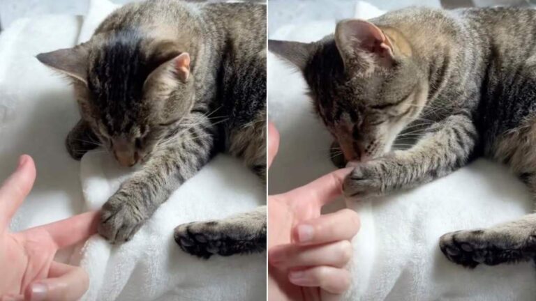 Blind Cat Finding Mom’s Finger & Holding It Close Makes for the