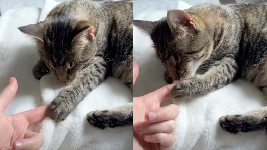 Blind Cat Finding Mom’s Finger & Holding It Close Makes for the