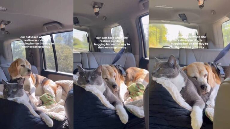 Cat’s Reaction Says It All When Her Dog Best Friend Does This During