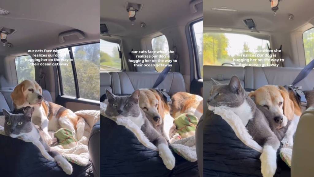 Cat’s Reaction Says It All When Her Dog Best Friend Does This During