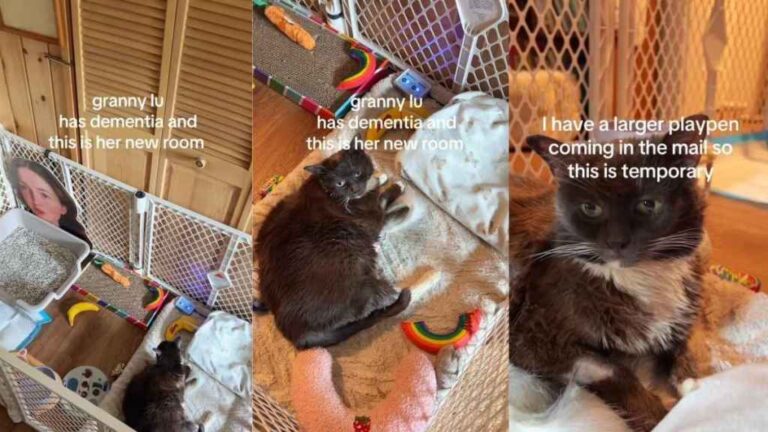 Cat With Dementia Gets the Sweetest Room Upgrade With Comfort at the