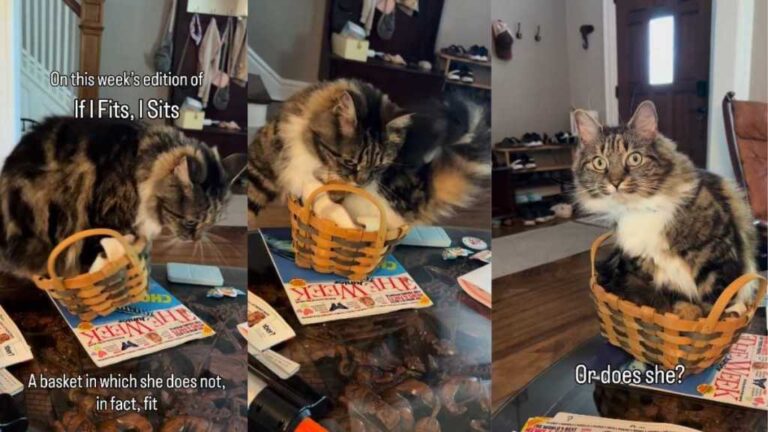 Cat Falls Out of a Tiny Basket & Tries Again Like That Was Always