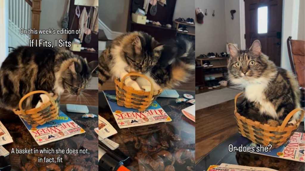Cat Falls Out of a Tiny Basket & Tries Again Like That Was Always
