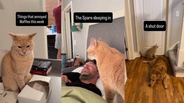 Cat Has Decided That if He’s Awake, the Spare Human Has Absolutely No