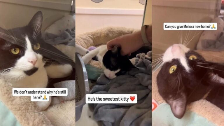 Shelter Cat Was Once Someone’s Gift, but Now He’s Left Waiting for a