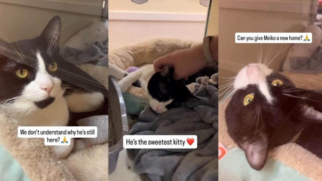 Shelter Cat Was Once Someone’s Gift, but Now He’s Left Waiting for a