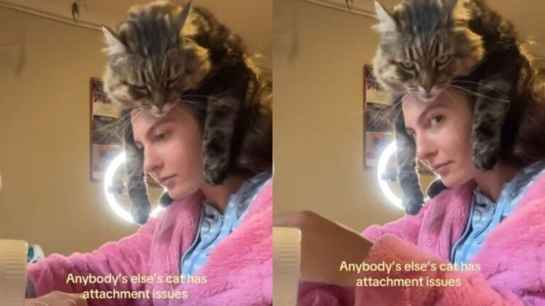 Cat Climbs Onto Her Owner’s Head During Sewing Time Like Personal