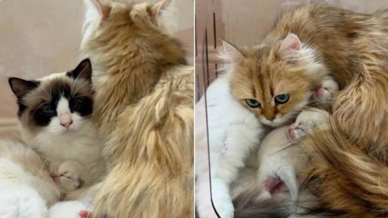 Human Sees Mama Cat Help Co-Parent Furry Sister’s Babies & Realizes