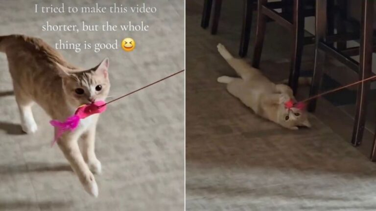 Cat Refuses to Accept That His Toy Is Attached to the Door & Launches