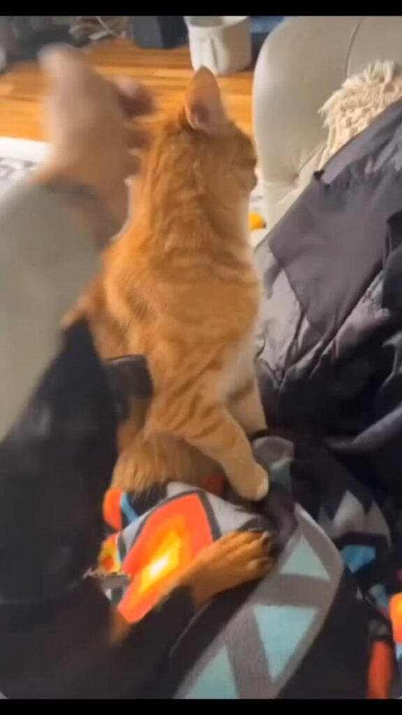 He analysed before attacking