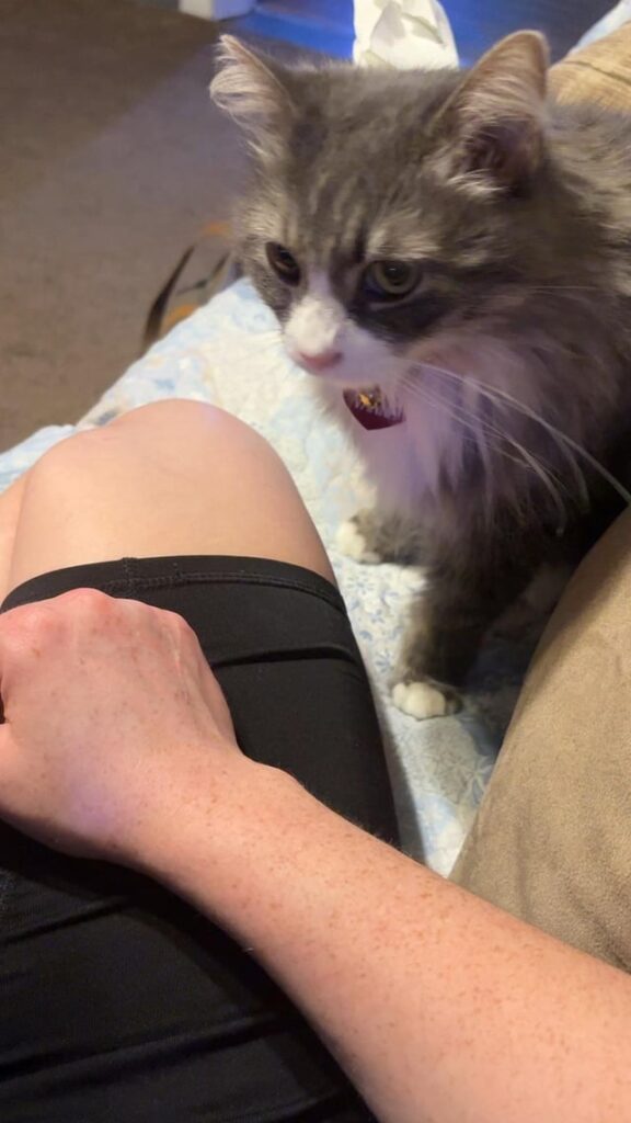 Does anyone else’s cat demand pets like this lol