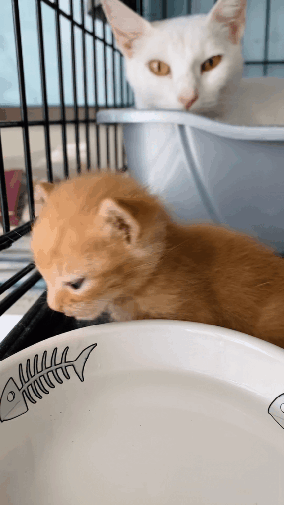 Extra smol inmate forced to drink water in its holding cell.