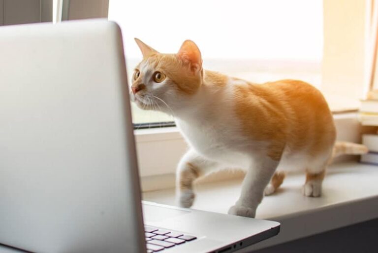 Free Digital Upgrades for NYC Animal Rescues