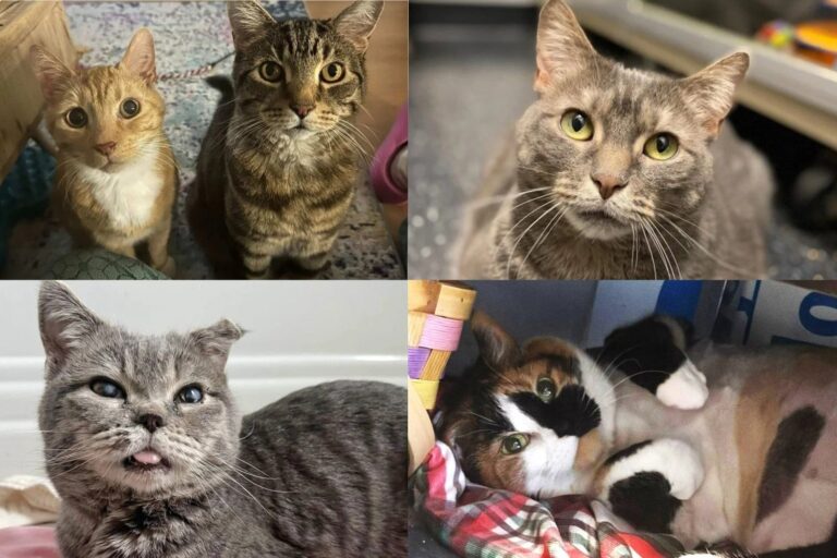 LoveMeow’s Best Senior Cat Stories