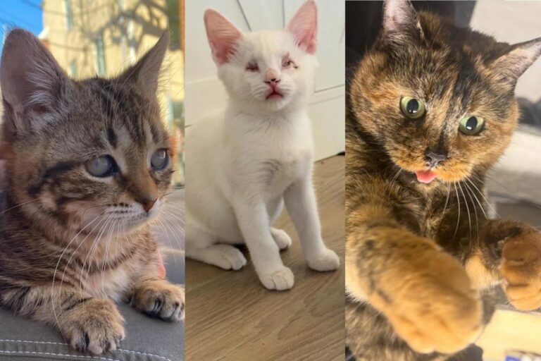 LoveMeow’s Best Special Needs Cat Stories