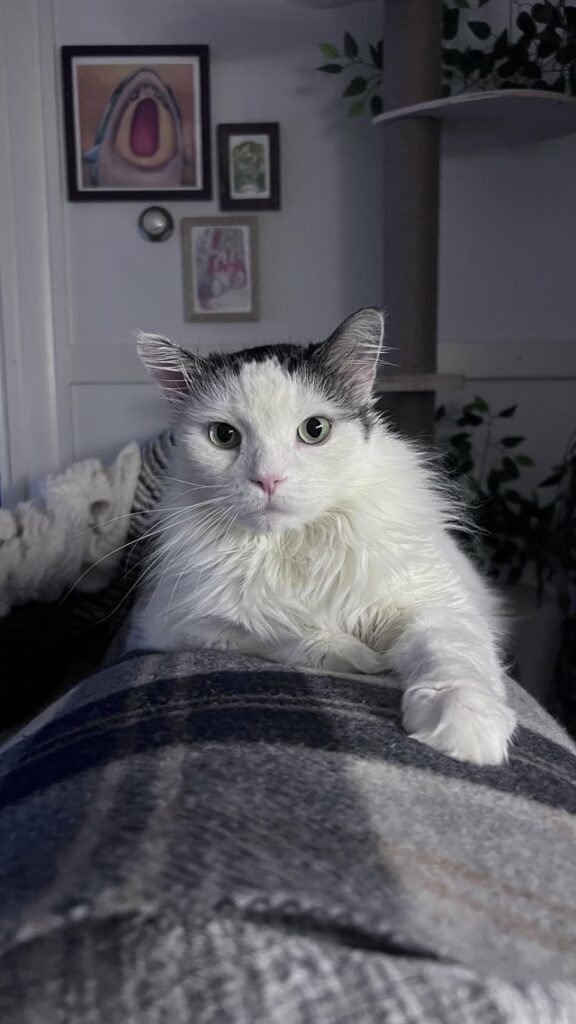 What’re nickname do you have for your cat(s)?