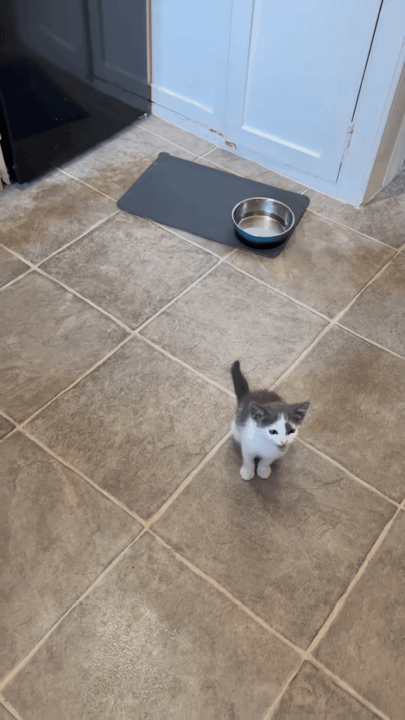 Little criminal attempts a velociraptor threat move on the guard,
