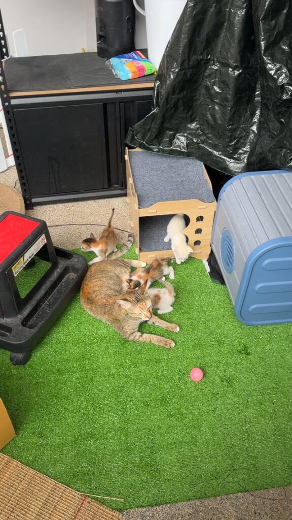 5 little stray criminals now behind bars. The streets are after