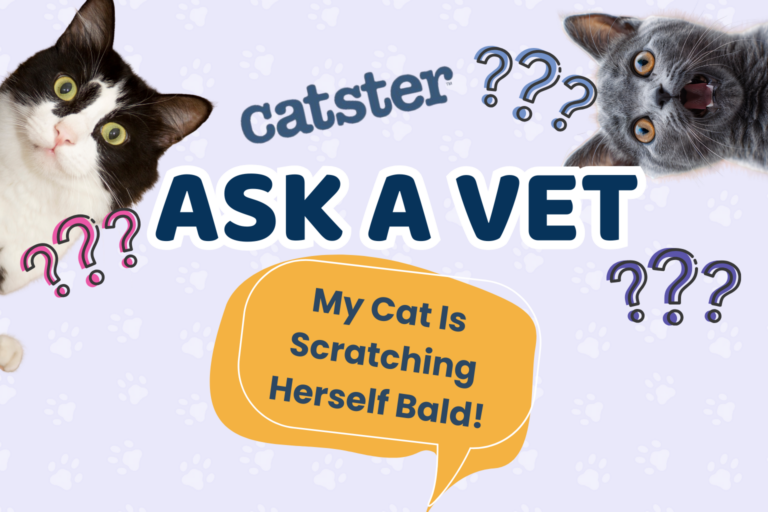 Ask Dr. Paola – HELP! My Cat Is Scratching Herself Bald! (September